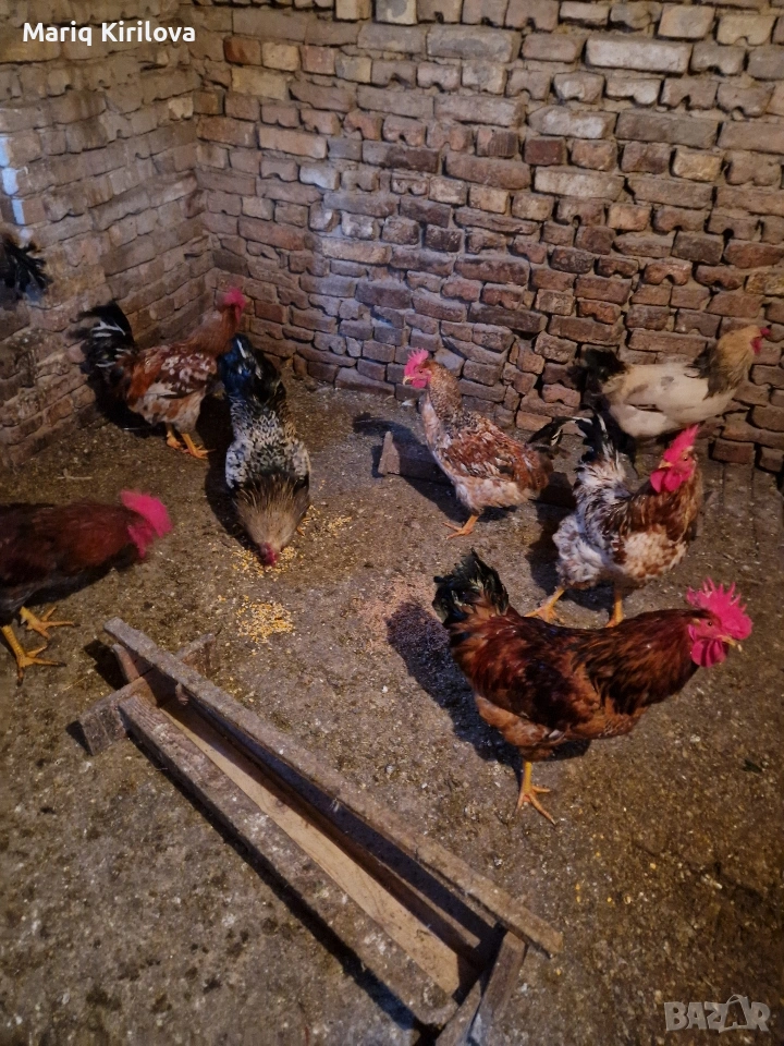 Продавам петли , снимка 1