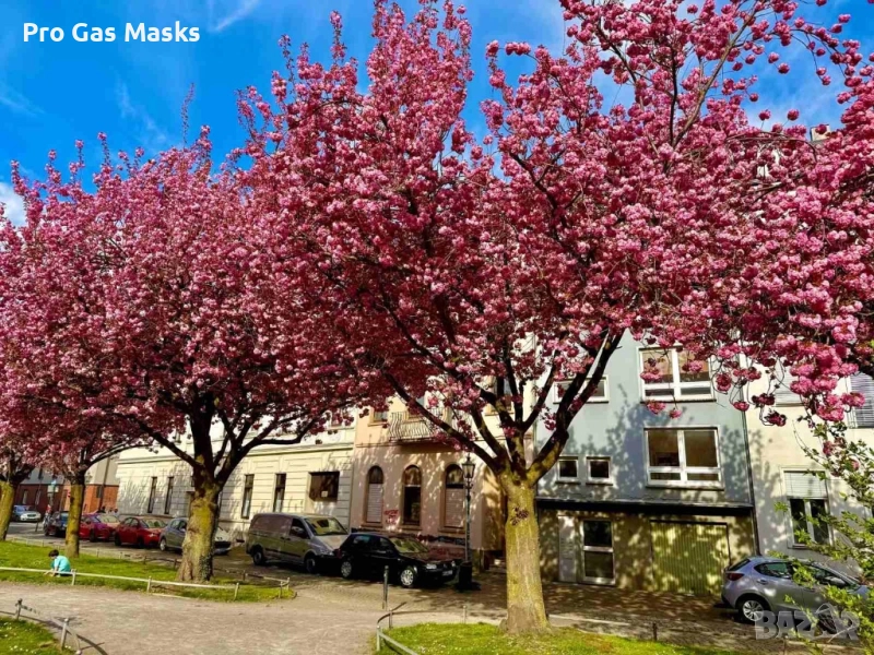 СПЕШНО Сграда 5 апартамента Германия Крефелд 350 кв м само за 350 000 евро. Цената е само до края на, снимка 1