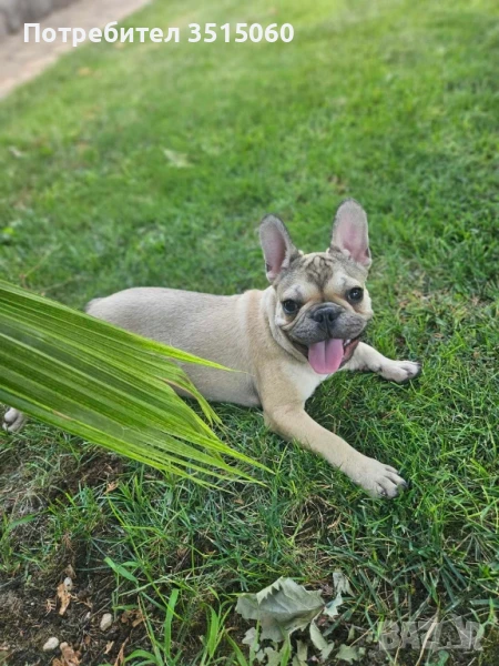 френски булдог , снимка 1