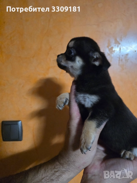 Чихуахуа , снимка 1