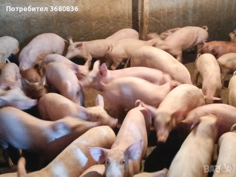 Продавам прасенца по 40 кг, снимка 1