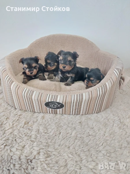  Йорки , снимка 1