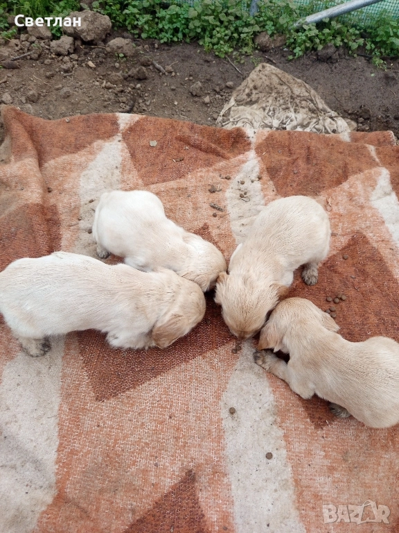 продавам кокер шпаньол и обезпаразитени първата ваксина паспорт хранят се самостоятелно, снимка 1