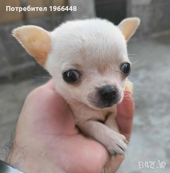 Мини чихуахуа,мъжко , снимка 1