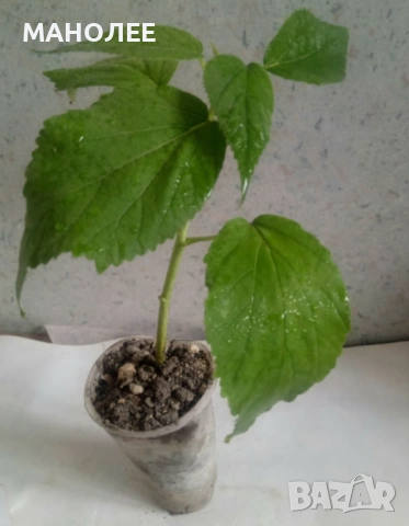 Градински  хибискус -студоустойчив - бял, снимка 2 - Градински цветя и растения - 52180070