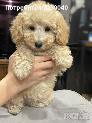 Мини пудели, женски, снимка 11 - Пудели - 53940833