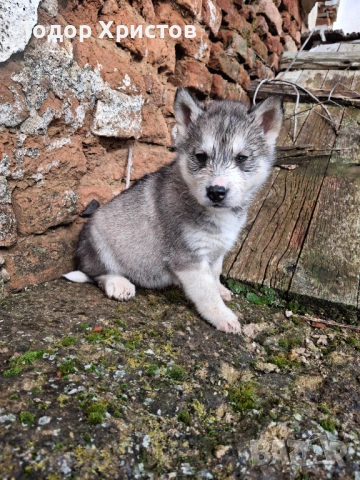 Продаватсе, снимка 5 - Хъски - 53504888