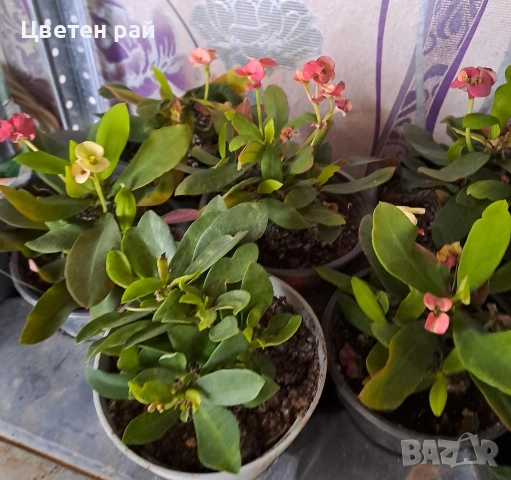 Исусов венец два цвята розов и оранжев , снимка 2 - Градински цветя и растения - 52966653