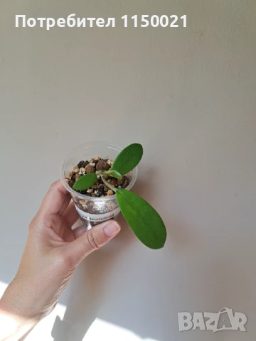 Хоя- различни видове, снимка 15 - Стайни растения - 37646089