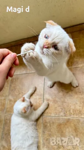 Шотландско клепоухо коте Scottish fold cat, снимка 7 - Британска късокосместа - 47578346