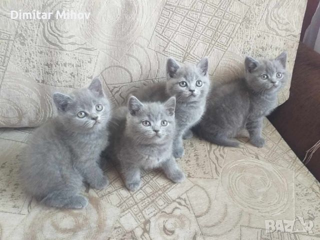 британски сини късокосмести котета, снимка 7 - Британска късокосместа - 46430548