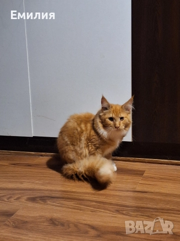 Мейн Куун, снимка 3 - Мейн кун - 52701818