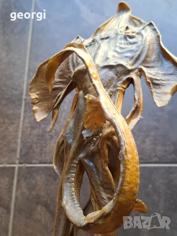 препарирана екзотична риба  7/4, снимка 6 - Декорация за дома - 49854710