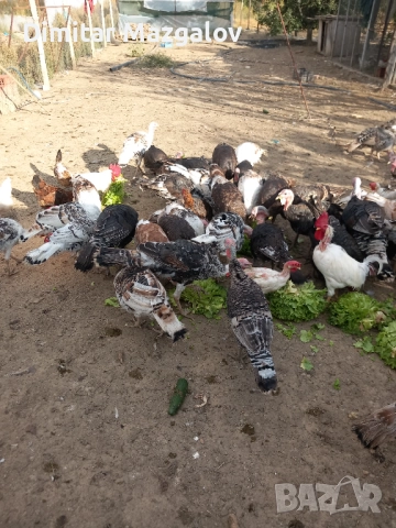 Пуйки 60 лв., снимка 2 - други­ - 52792999