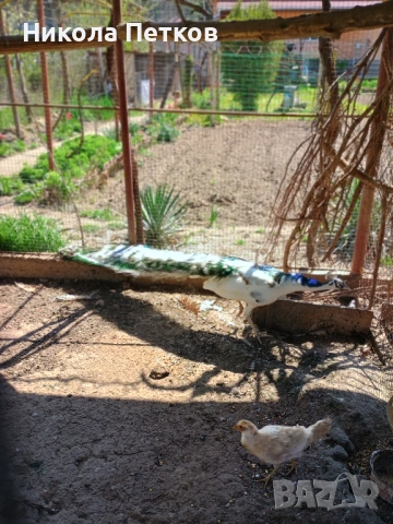 Пауни сребърен и арлекин, снимка 2 - други­ - 53698247