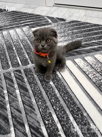 Шотландско клепоухо, снимка 6 - Британска късокосместа - 52516945