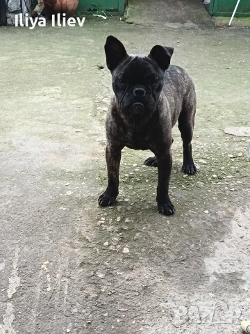 френски булдок 8 месеца 