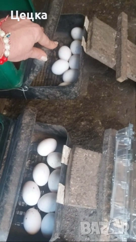 Яйца за консумация, снимка 3 - Други животни - 54003107