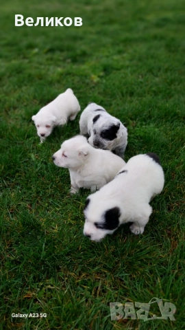 Алабай кученца Мъжкари , снимка 3 - Алабай - 52933193