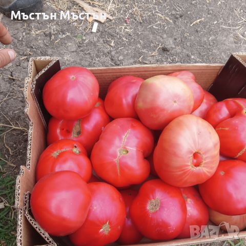 Розов домат 🍅🍅🍅, снимка 1 - Други - 46707963