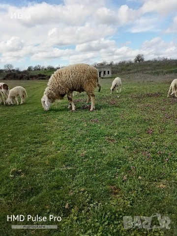 Овен порода асаф , снимка 2 - Овце - 54008553