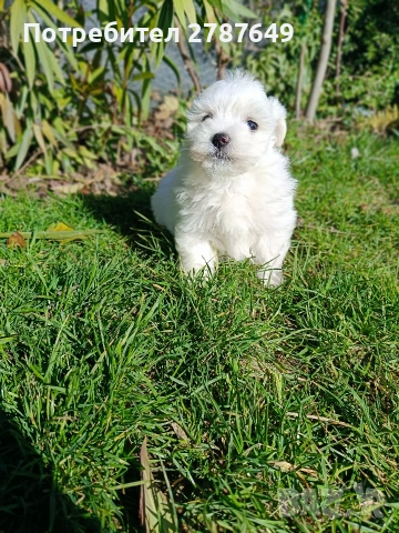 Малтийска Болонка, снимка 3 - Болонка - 53525124