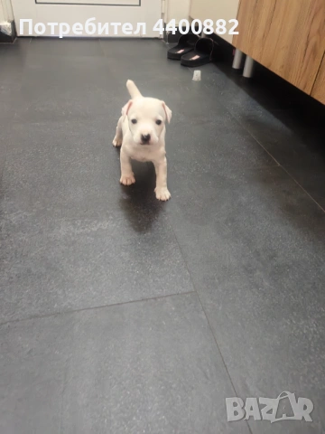 Кученце Джак Ръсел, снимка 3 - Джак ръсел териер - 54250309