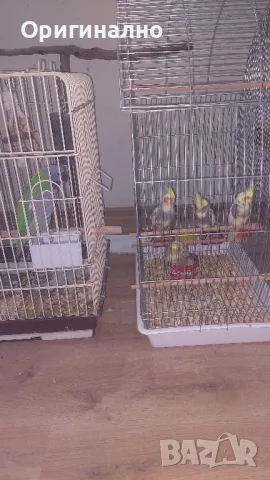 Малък александър , снимка 4 - Папагали - 50427491