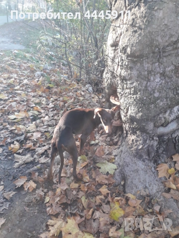 продавам женски доберман 