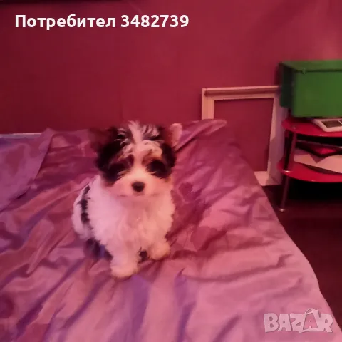 Biwer terrier , снимка 8 - Йоркширски териер - 48719669