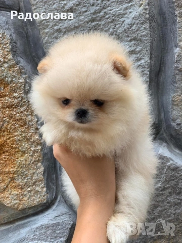 По, снимка 2 - Померан - 53606107