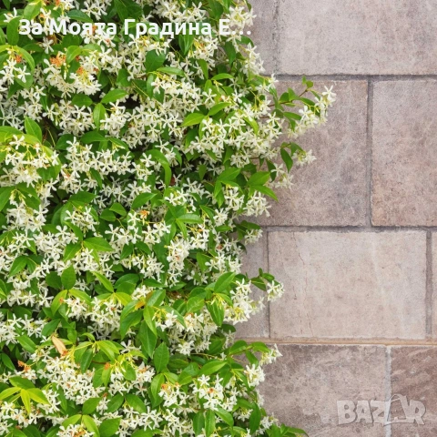 Жасмин 4 цвята, снимка 8 - Градински цветя и растения - 54019997