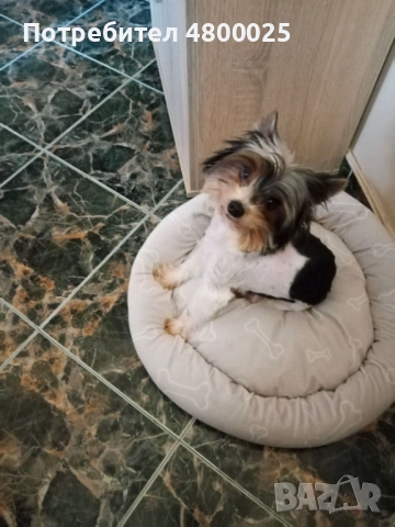  Бивер Йоркширски териер 