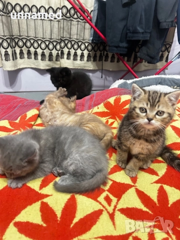 Британска късокосместа, снимка 6 - Британска късокосместа - 52310510