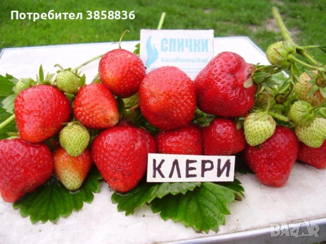 🍓предлагаме елитни расади само эа ценители🍓, снимка 3 - Разсади - 53566454