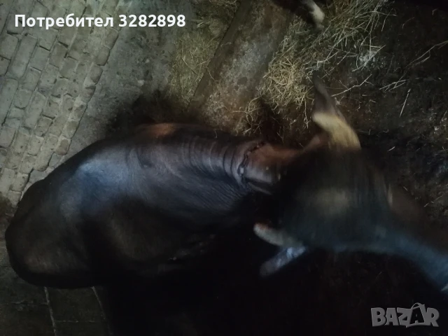 свободни телета и едно биволче , снимка 7 - Други - 51358292