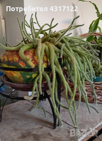 Кактус кактускактус, снимка 5 - Други - 54239021