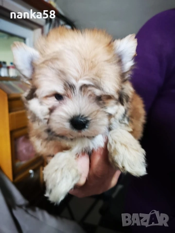 Продавам мъжко йорки, снимка 3 - Йоркширски териер - 53935045