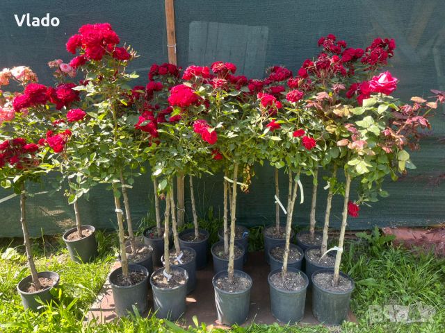 Щамбова роза - роза дръвче, снимка 6 - Градински цветя и растения - 45825575
