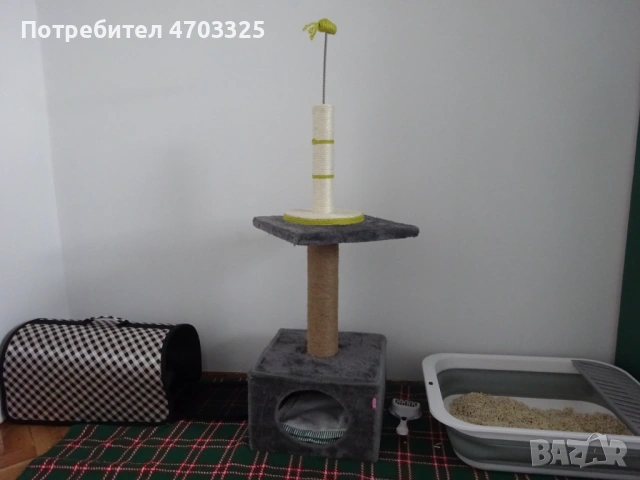 Британско късокосместо коте (м), снимка 5 - Британска късокосместа - 53034018