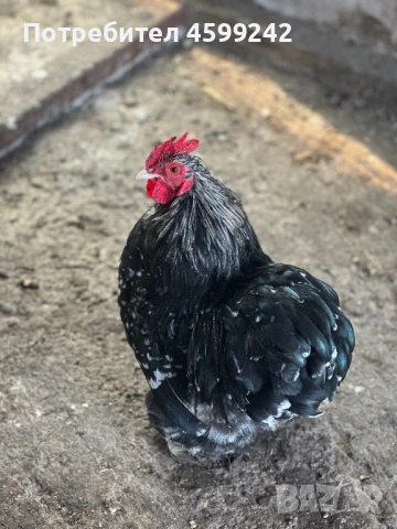 Продавам мини кохин млади петлета 