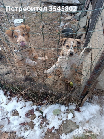 Подарявам кученца, снимка 4 - Други - 53060337