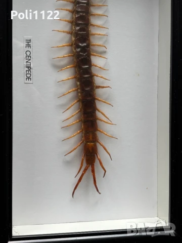 Рамкирана препарирана стоножка, снимка 3 - Антикварни и старинни предмети - 50695517