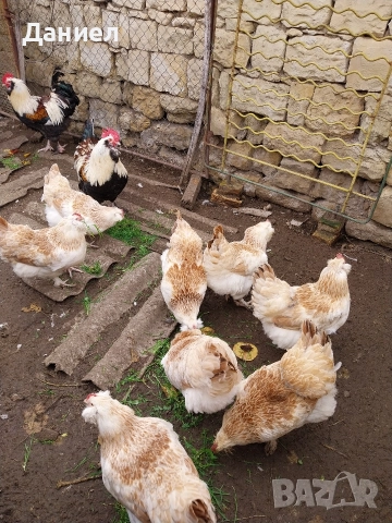 Фаверол, снимка 9 - Други животни - 50275579