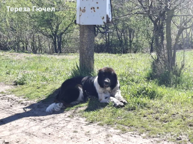 🐶 Каракачански ваксинирани кученца – здрави, обезпаразитени кученца каракачанки (каракачанка)🐾, снимка 3 - Каракачанска овчарка - 50196522