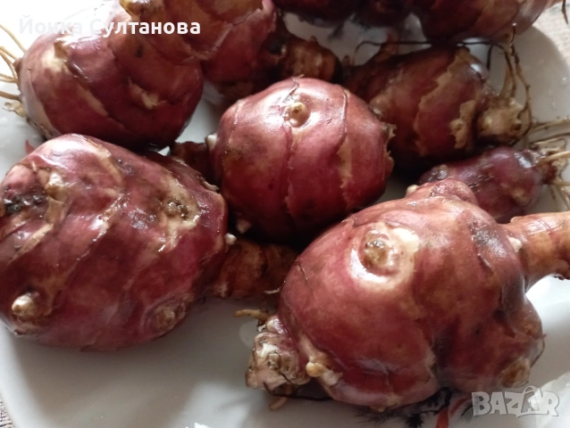 Гулия "земна ябълка"