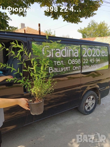 Храстовидна ,Пъстролистна японска върба / Salix Hakuro Nishiki, снимка 9 - Разсади - 40382084