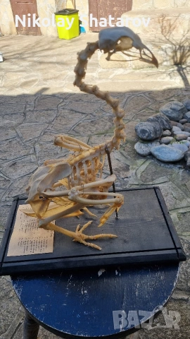 Анатомичен модел. кокошка, снимка 2 - други­ - 53911639