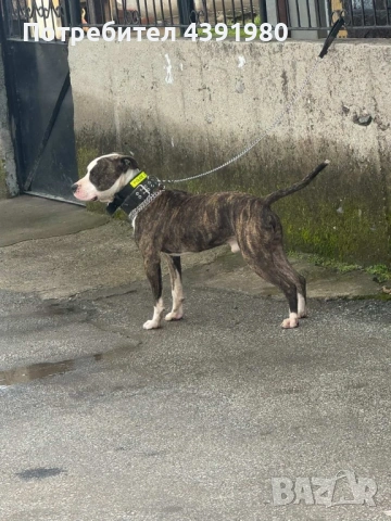 Куче за разплод, снимка 2 - Търси партньор - 53646481