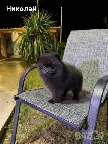 Померан момиче със втора ваксина